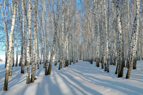 Winter. Schnee hat Birken befallen