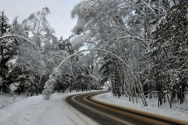 Camino de invierno en medio del bosque