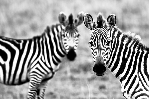 Zwei Zebras. schwarz-Weiß-Foto