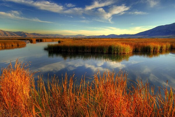 Landscape of an evening lake in the grass