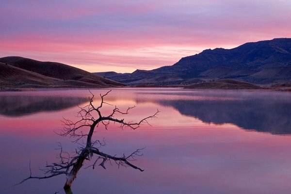 A bare tree against the background of a scarlet sunset