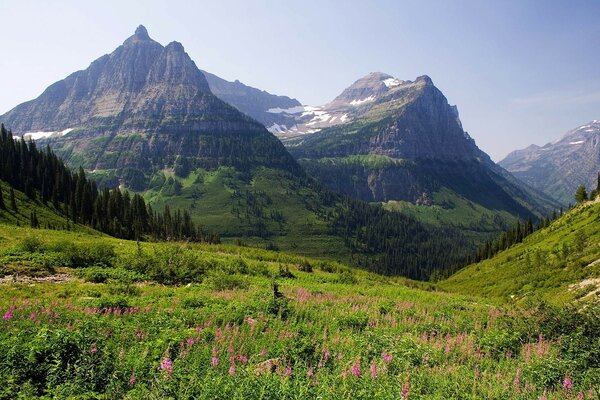 Flower meadow on the background of mountain ranges