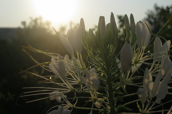 White flower with tendrils at sunset