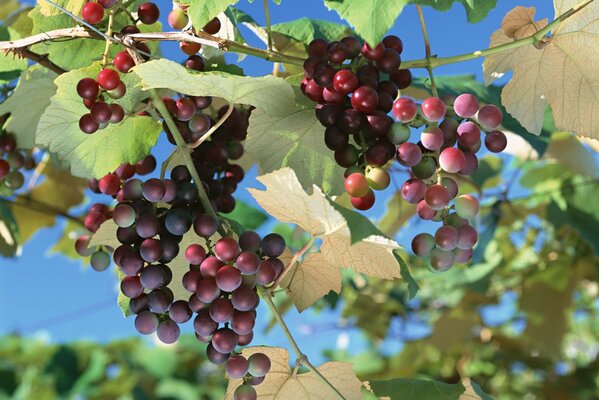 Uvas rojas colgando en racimos