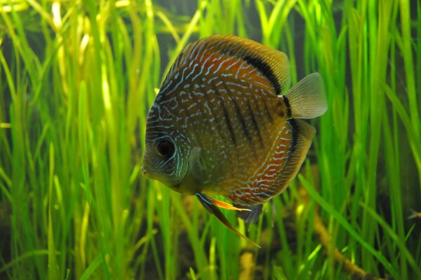 Discus in the aquarium against the background of algae