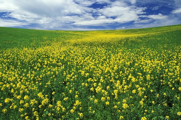 Schönes Sommerfeld mit gelben Blüten