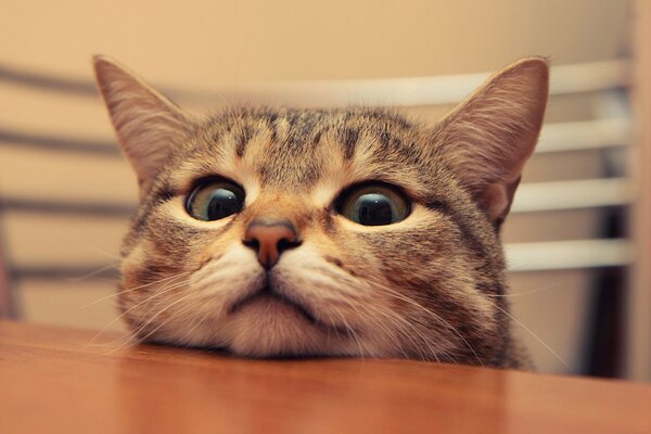 Museau de chat sur la table avec de grands yeux