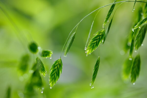 Dew drops on the grass in macro shooting