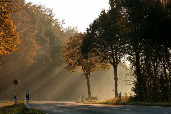 Les rayons du soleil se frayent un chemin à travers les cimes des arbres