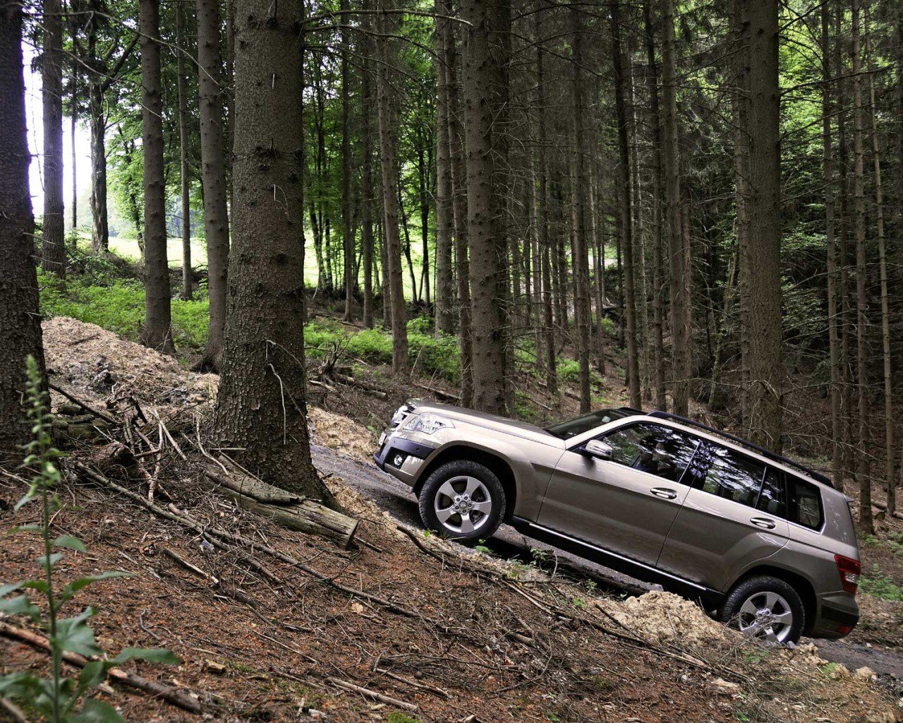 auto suv foresta alberi