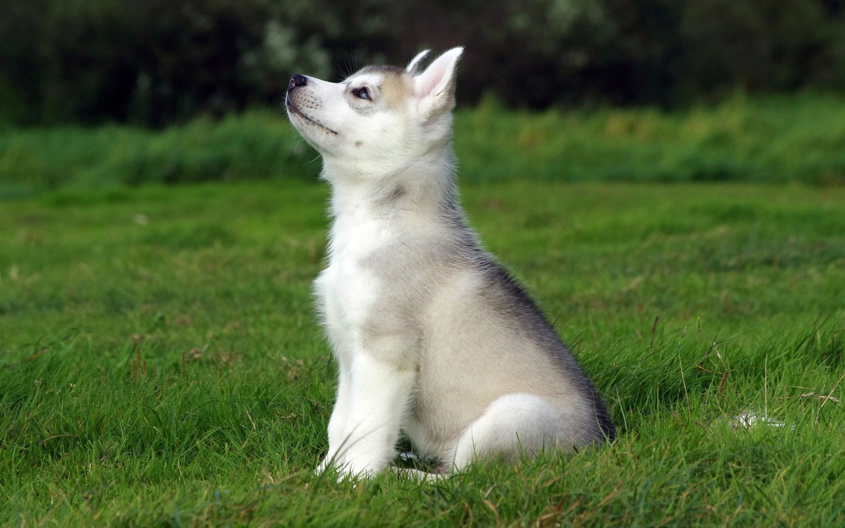 perro campo cachorro