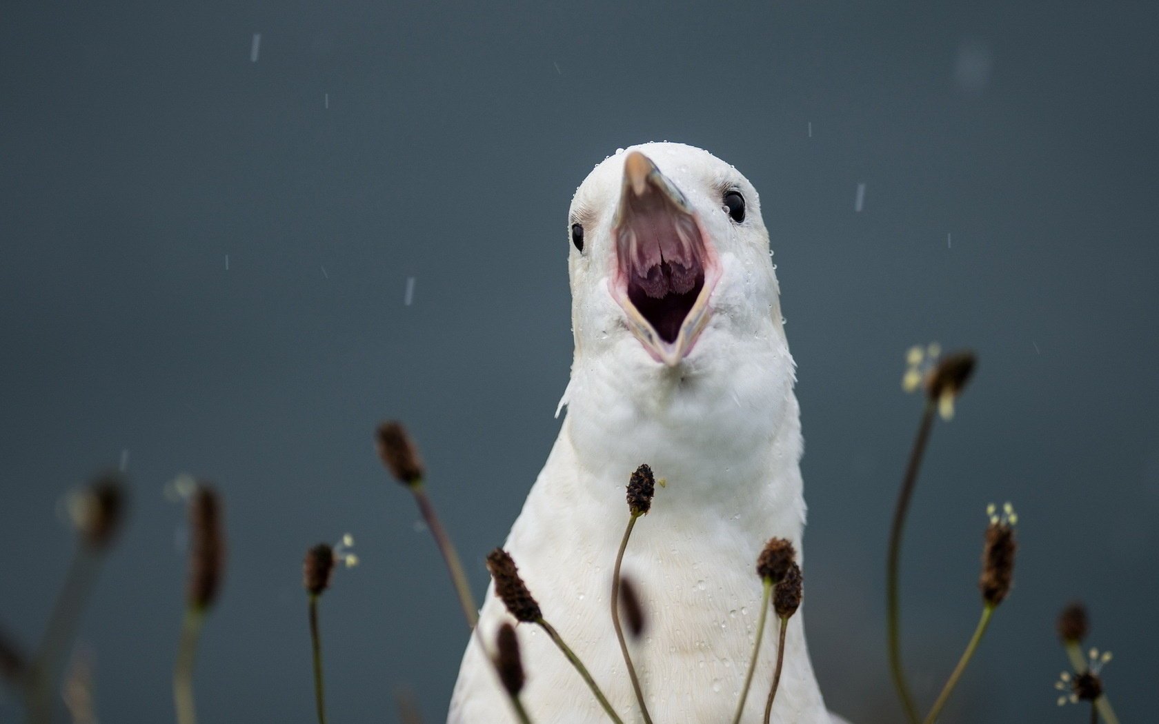 pájaro grito fondo