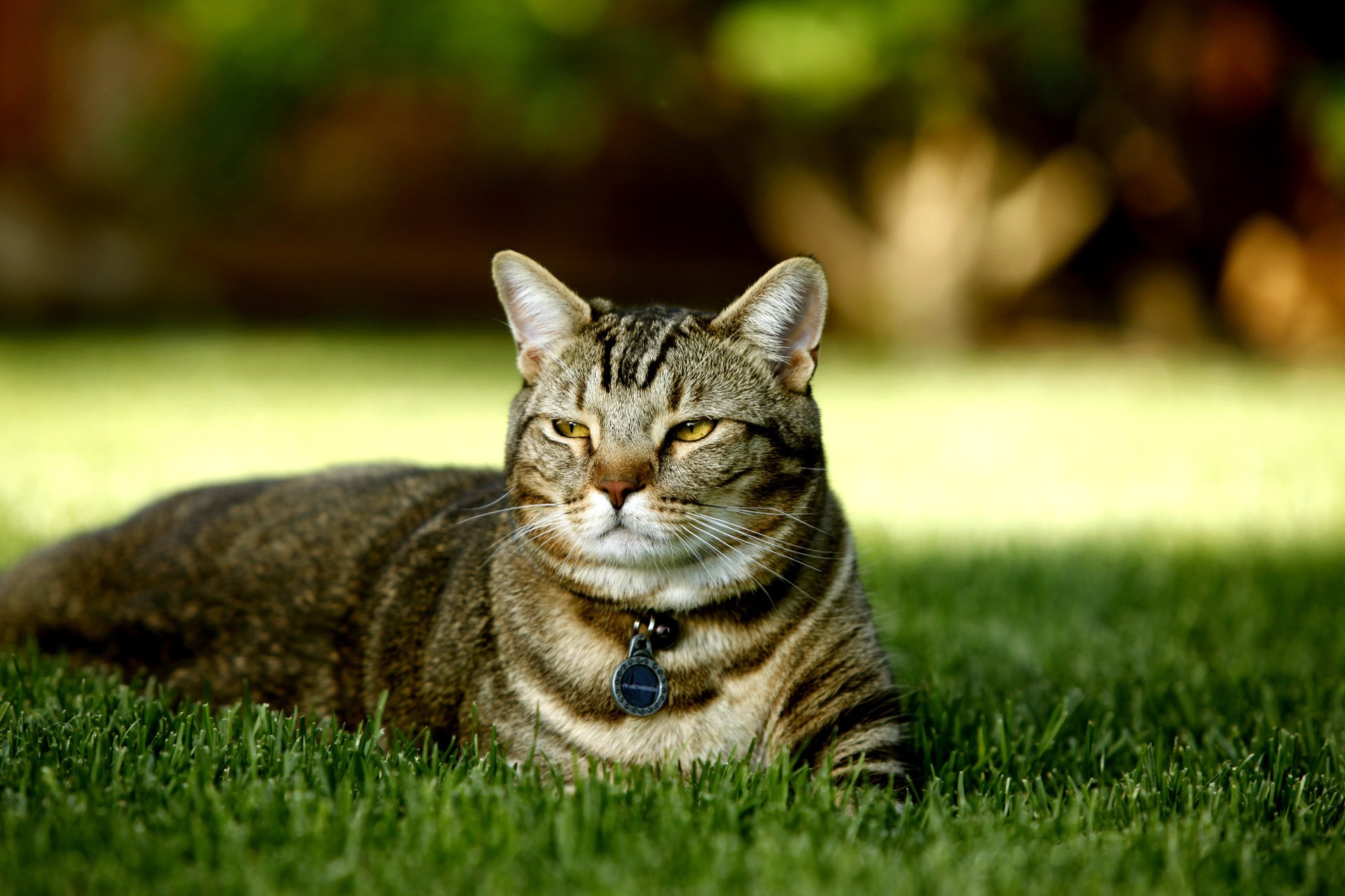 cat a kind of british tortoiseshell