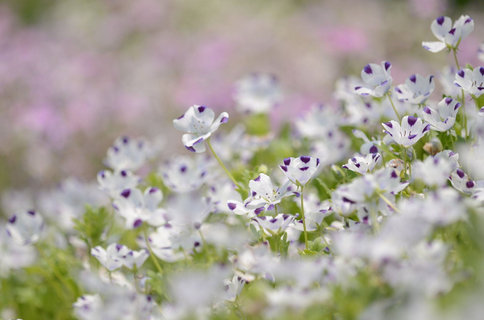 blumen flachs weiß lila blütenblätter unschärfe