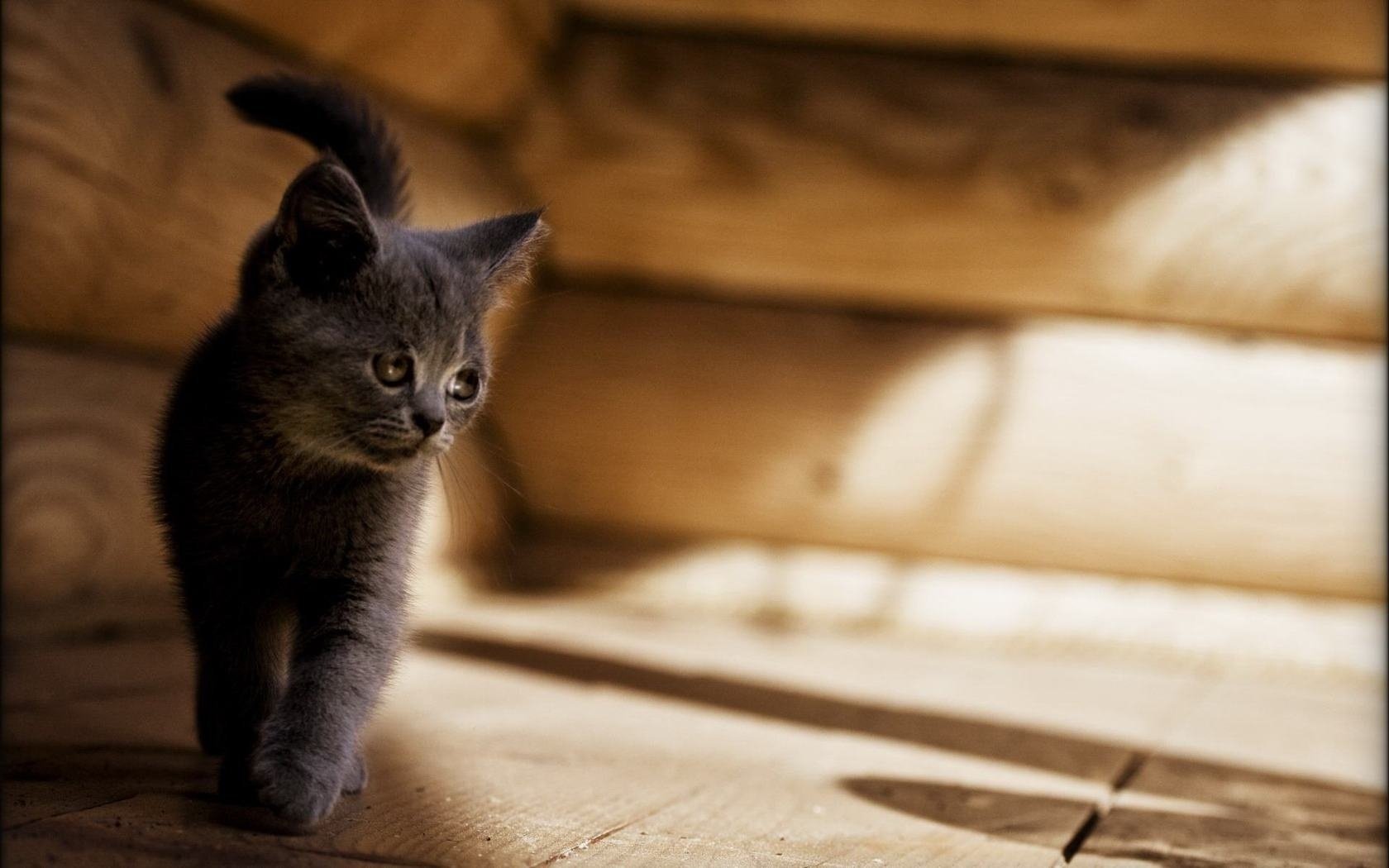 katze traurig grau katze katze kätzchen