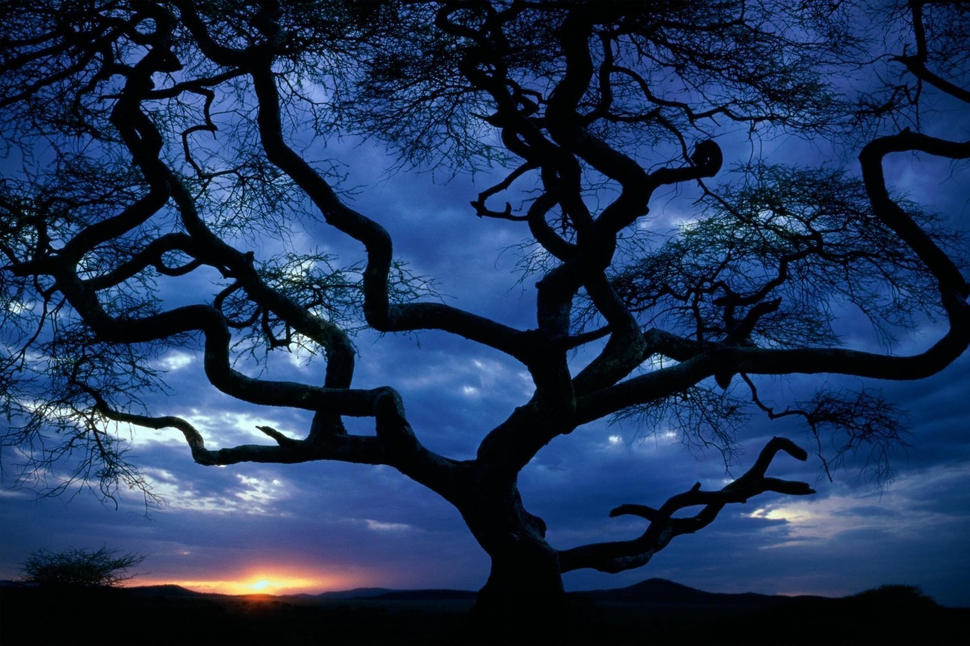 curva puesta de sol árbol silueta noche