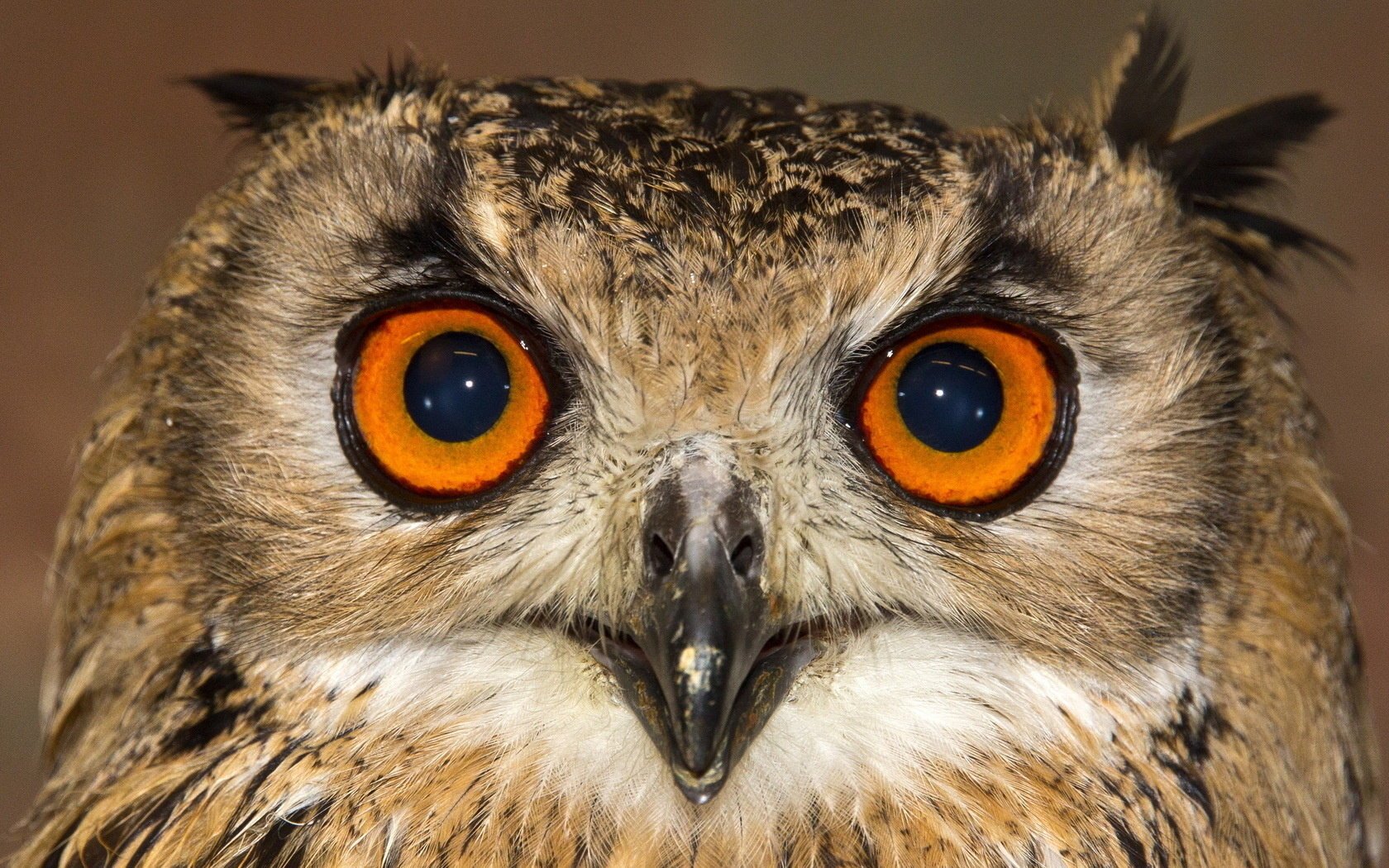 hibou fond oiseau