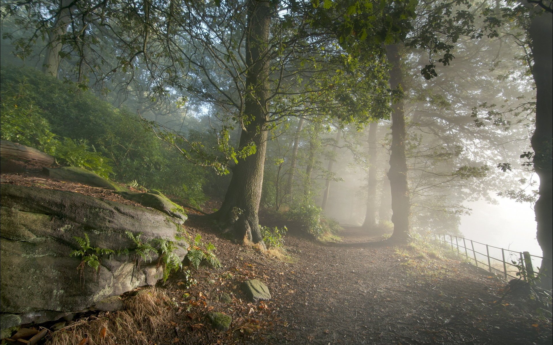 route nature forêt lumière