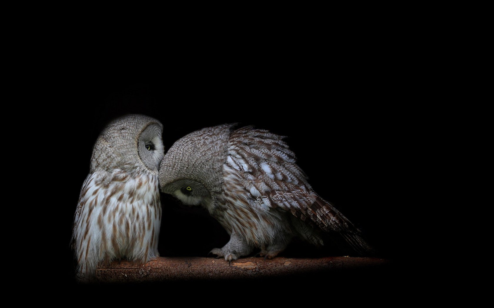 pair black background branch owls bird