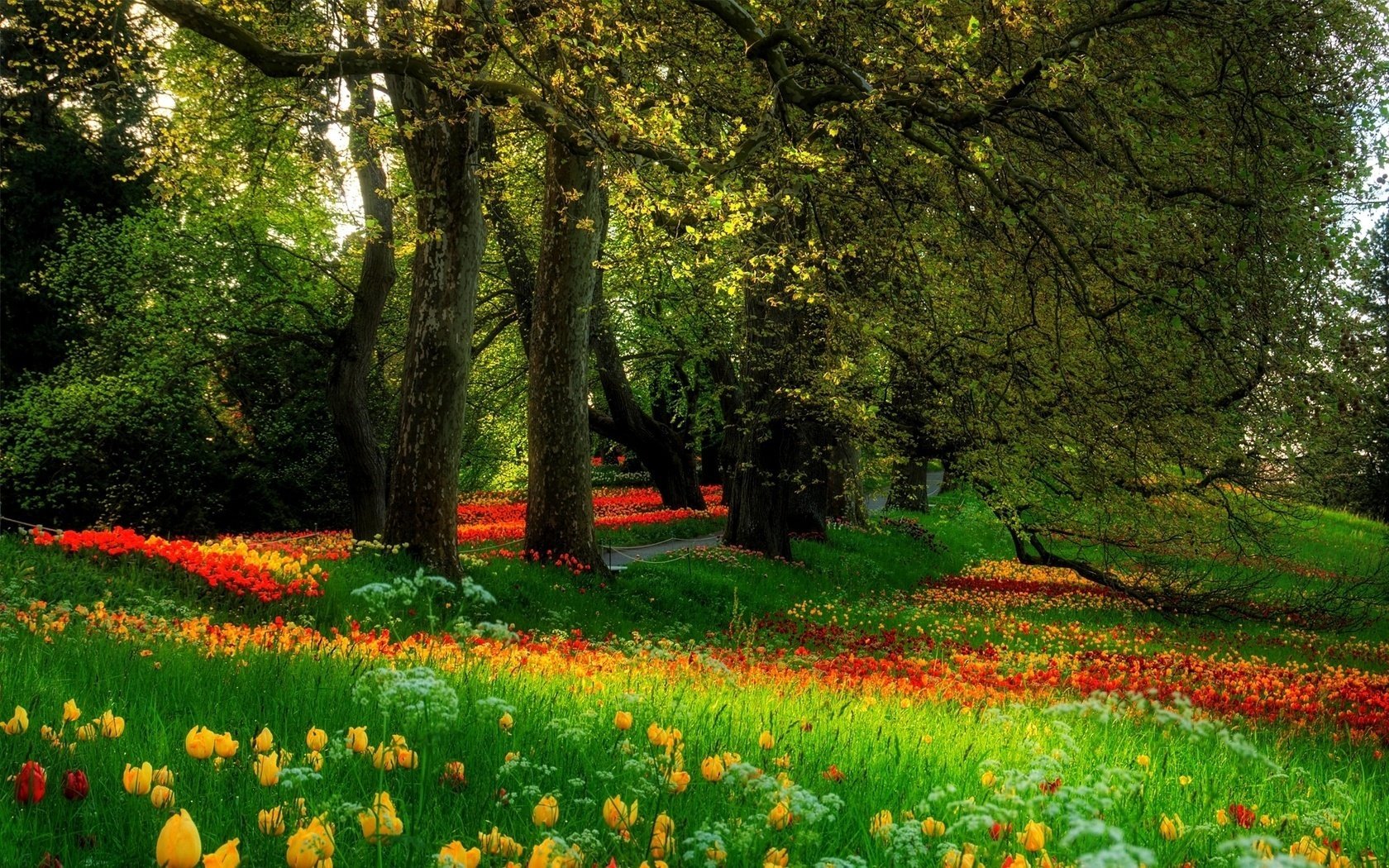 blumen natur park bäume gras