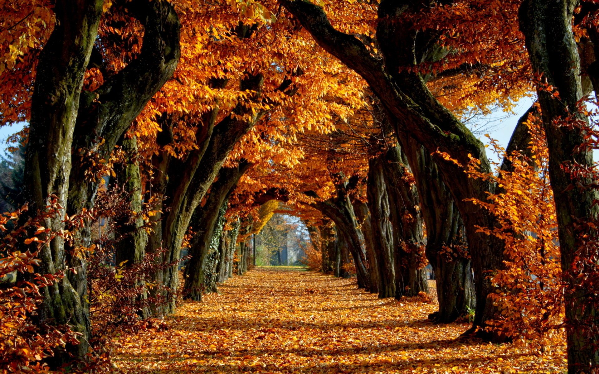 automne feuilles arbres