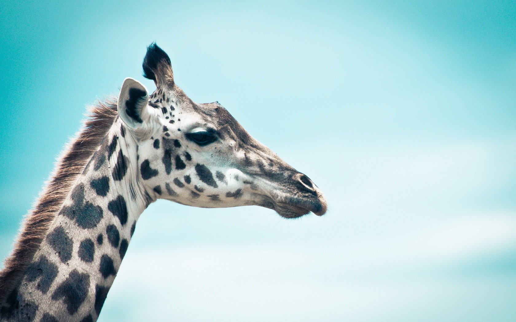 giraffe background nature