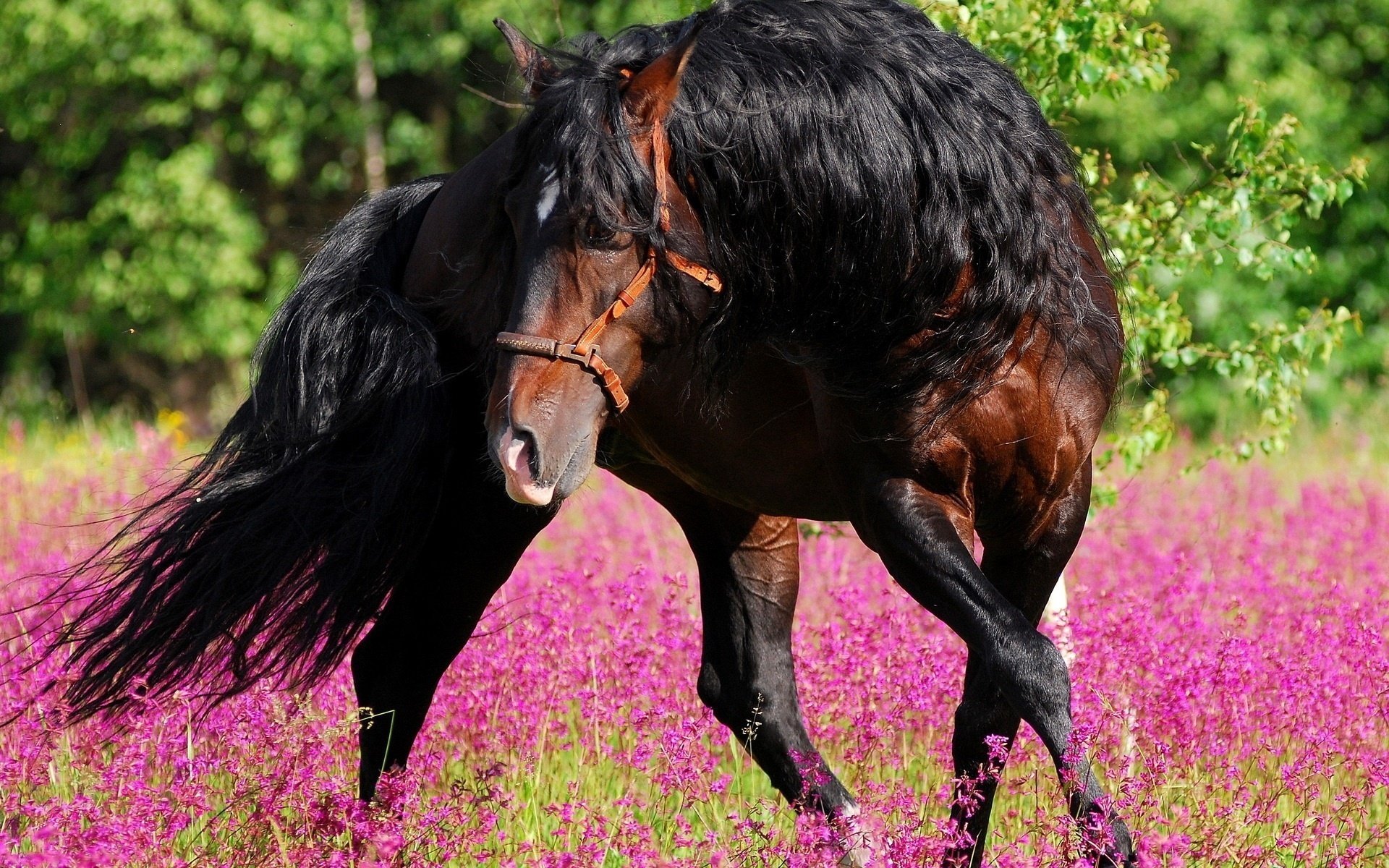 blumen pferd schöner mann