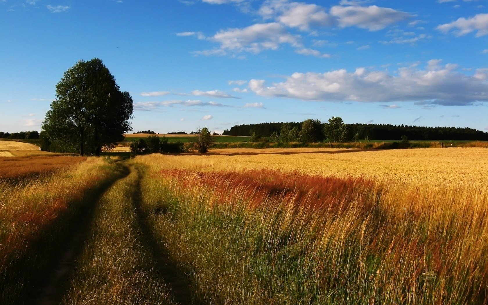 wheat rye field road tree