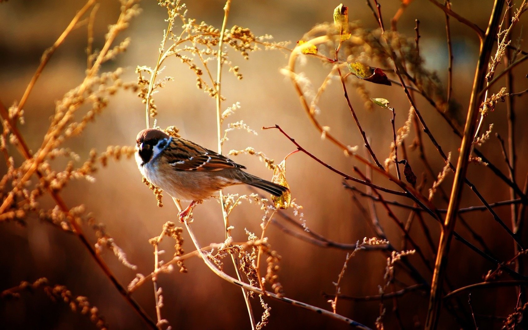 bird sparrow branches macro