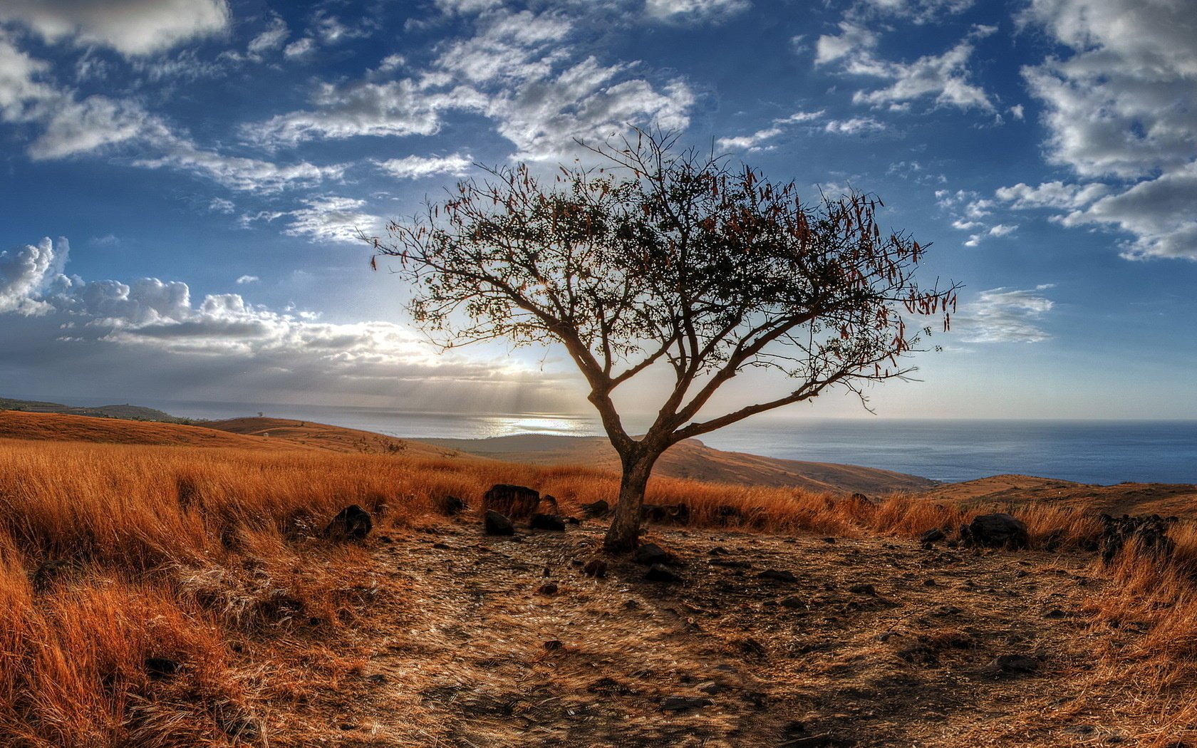 landschaft meer baum