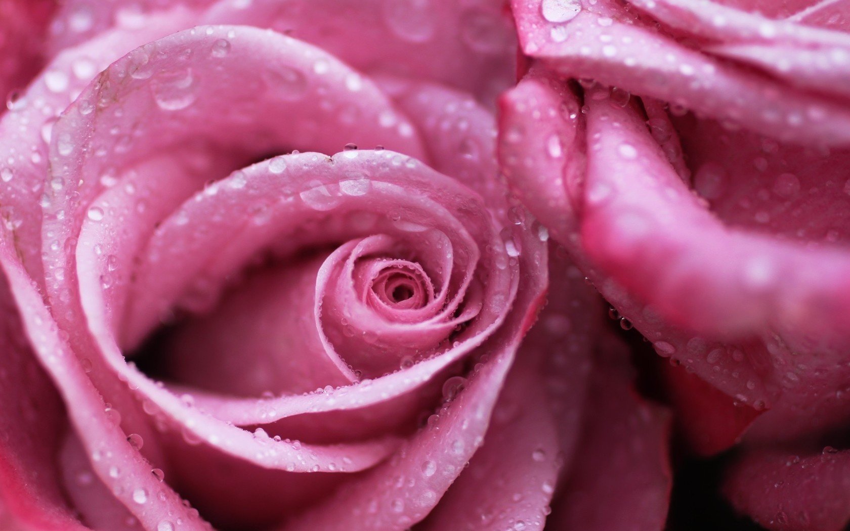 flores rosa rocío rosas gotas