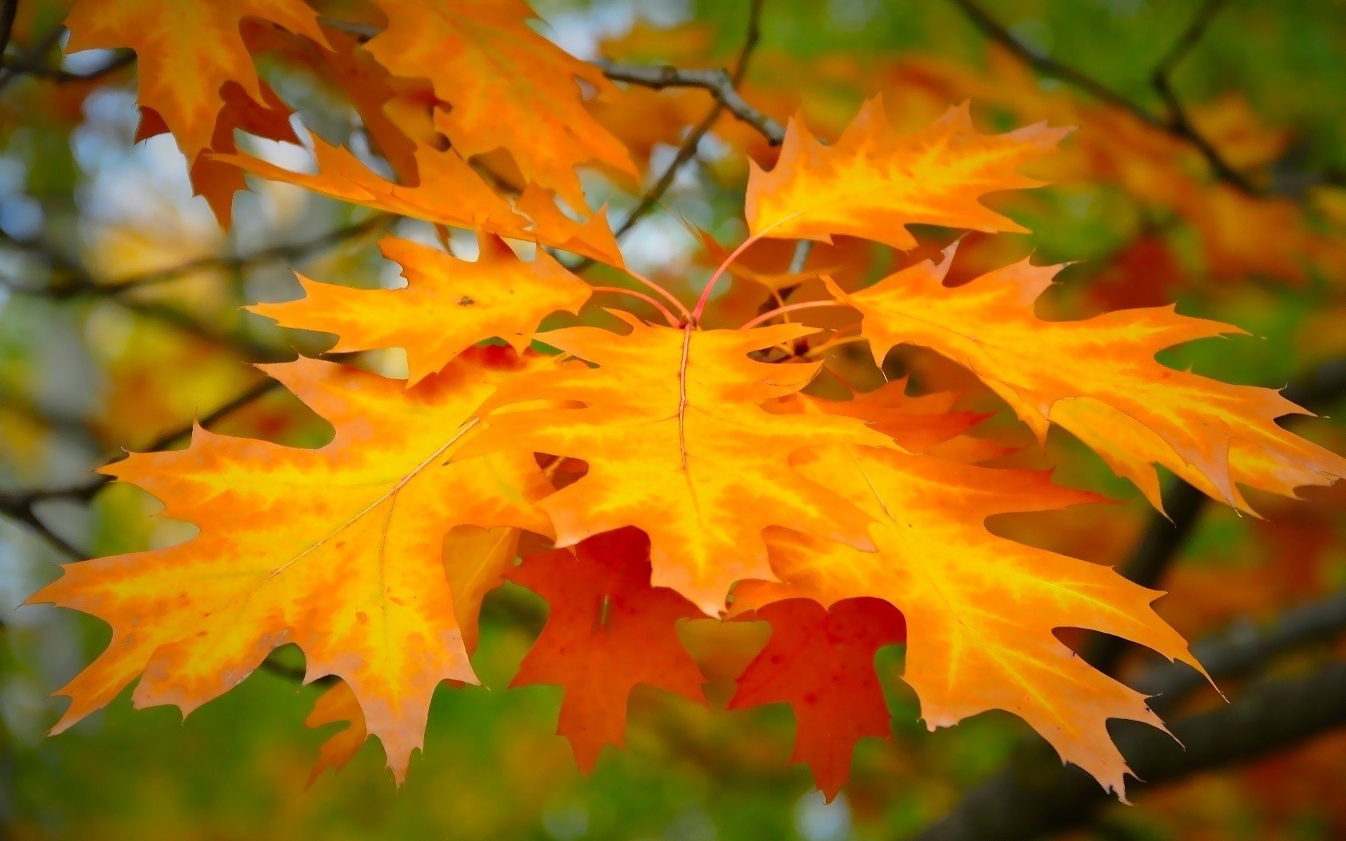 leaves macro background form yellow the sun