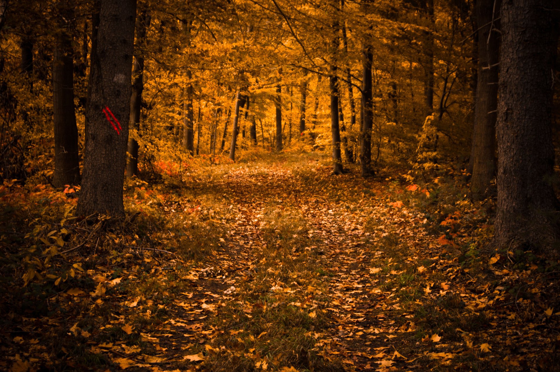 laubfall blätter bäume herbst