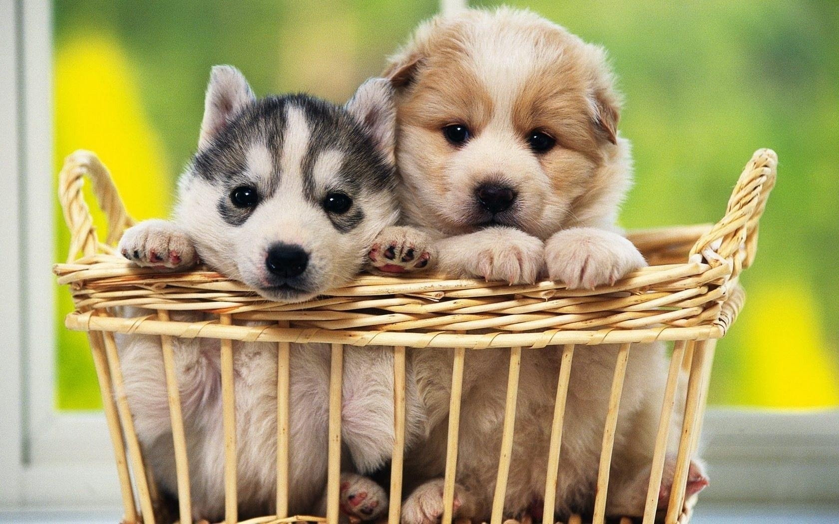 puppy two basket