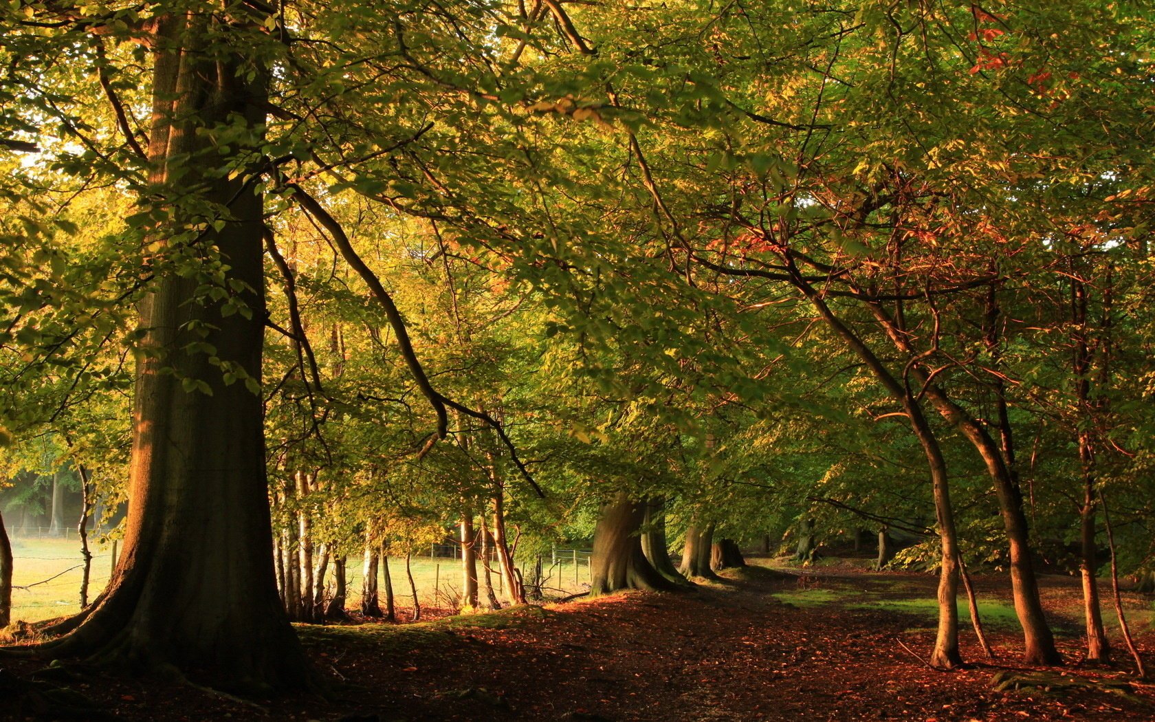 natura autunno strada foresta