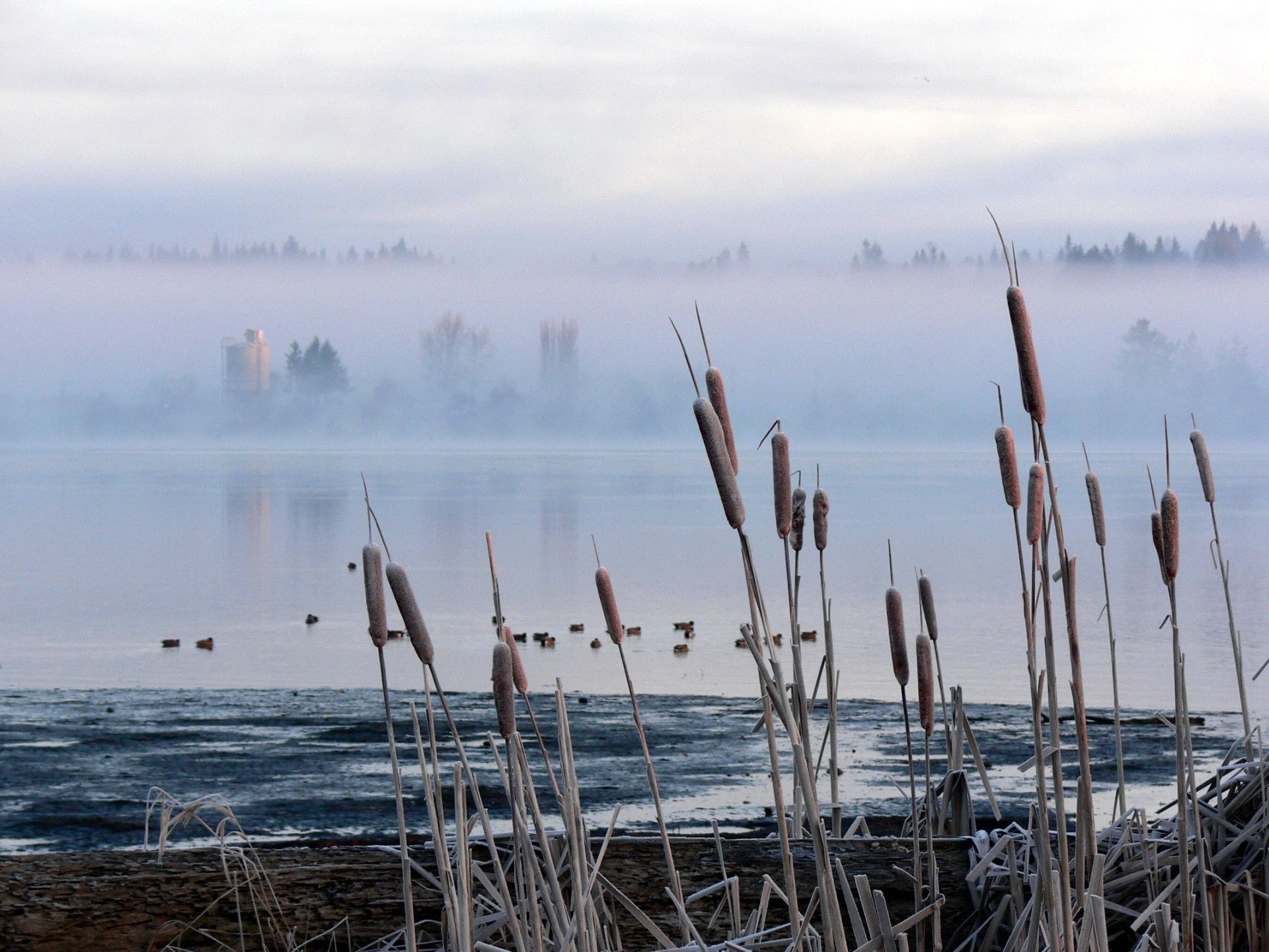 rohrkolben schilf sumpf nebel