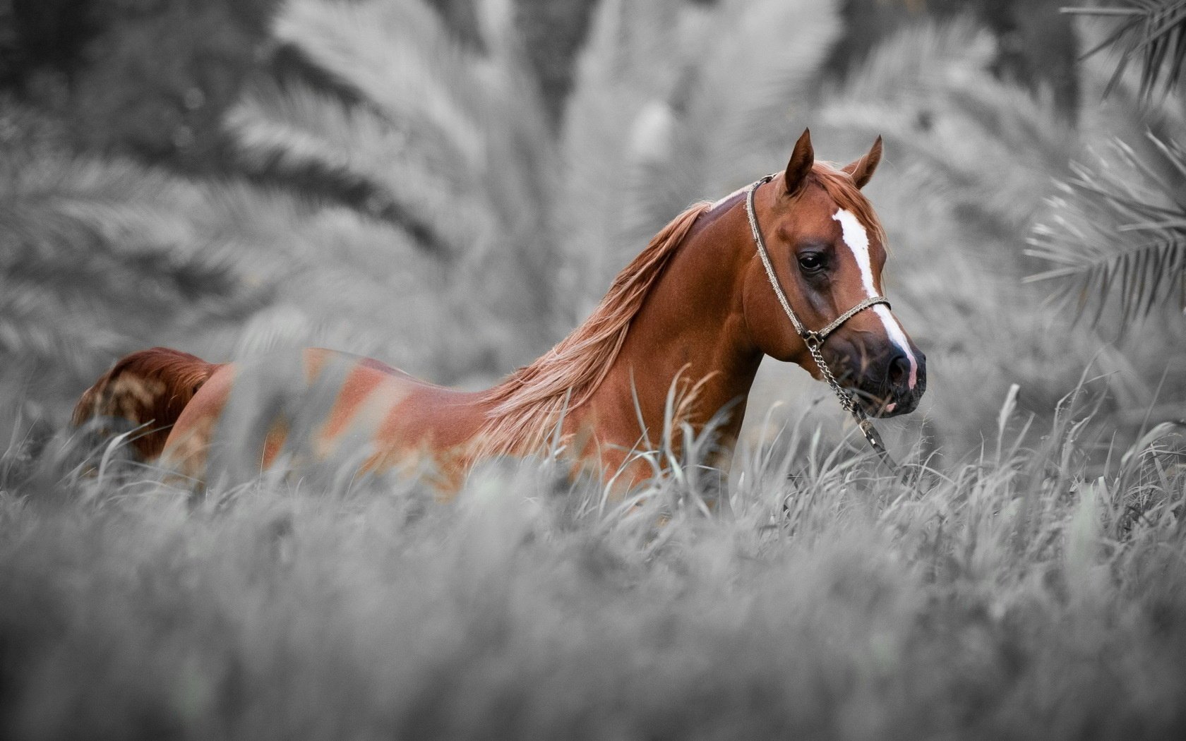 hintergrund natur pferd pferd