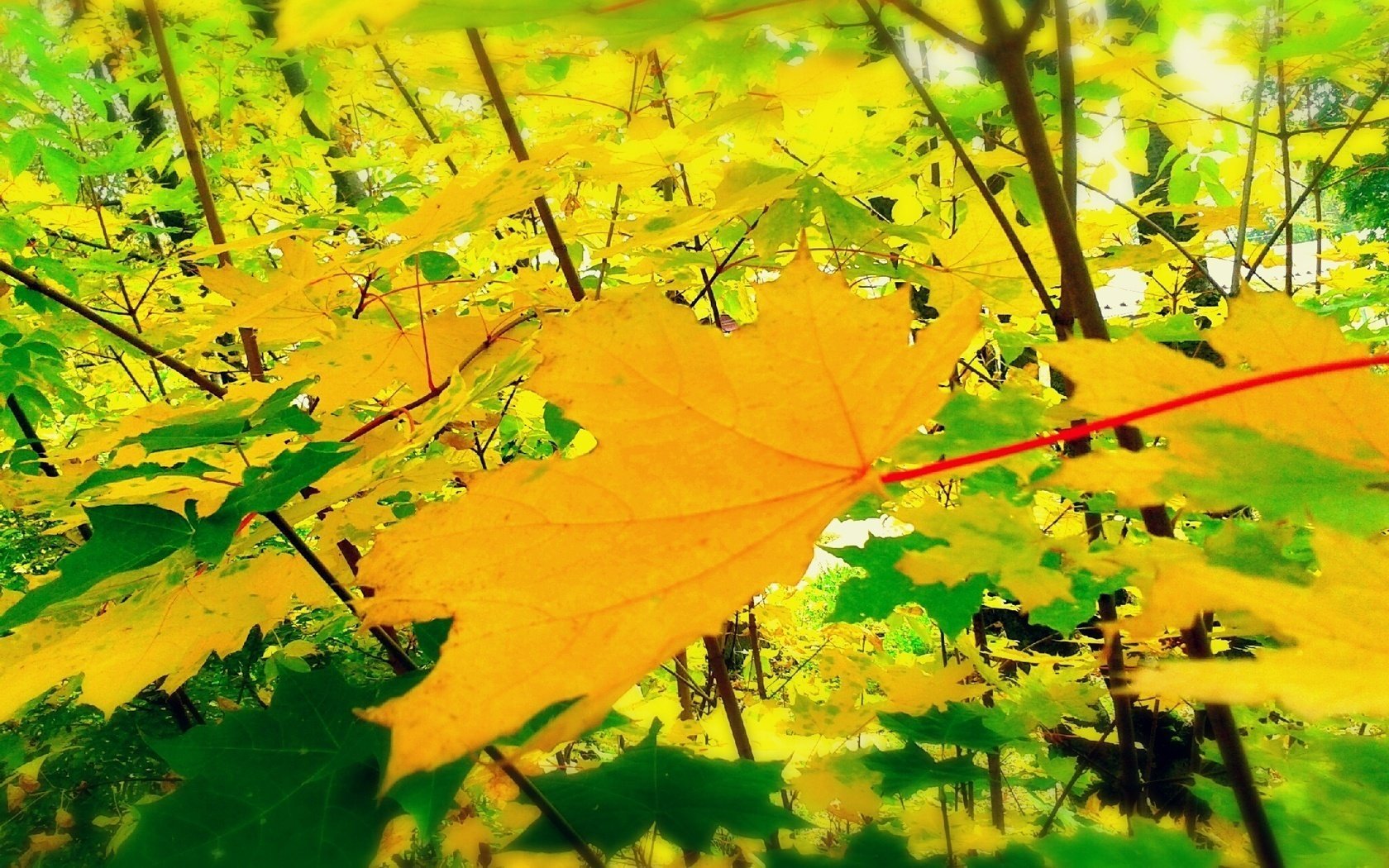 amarillo hojas otoño soleado