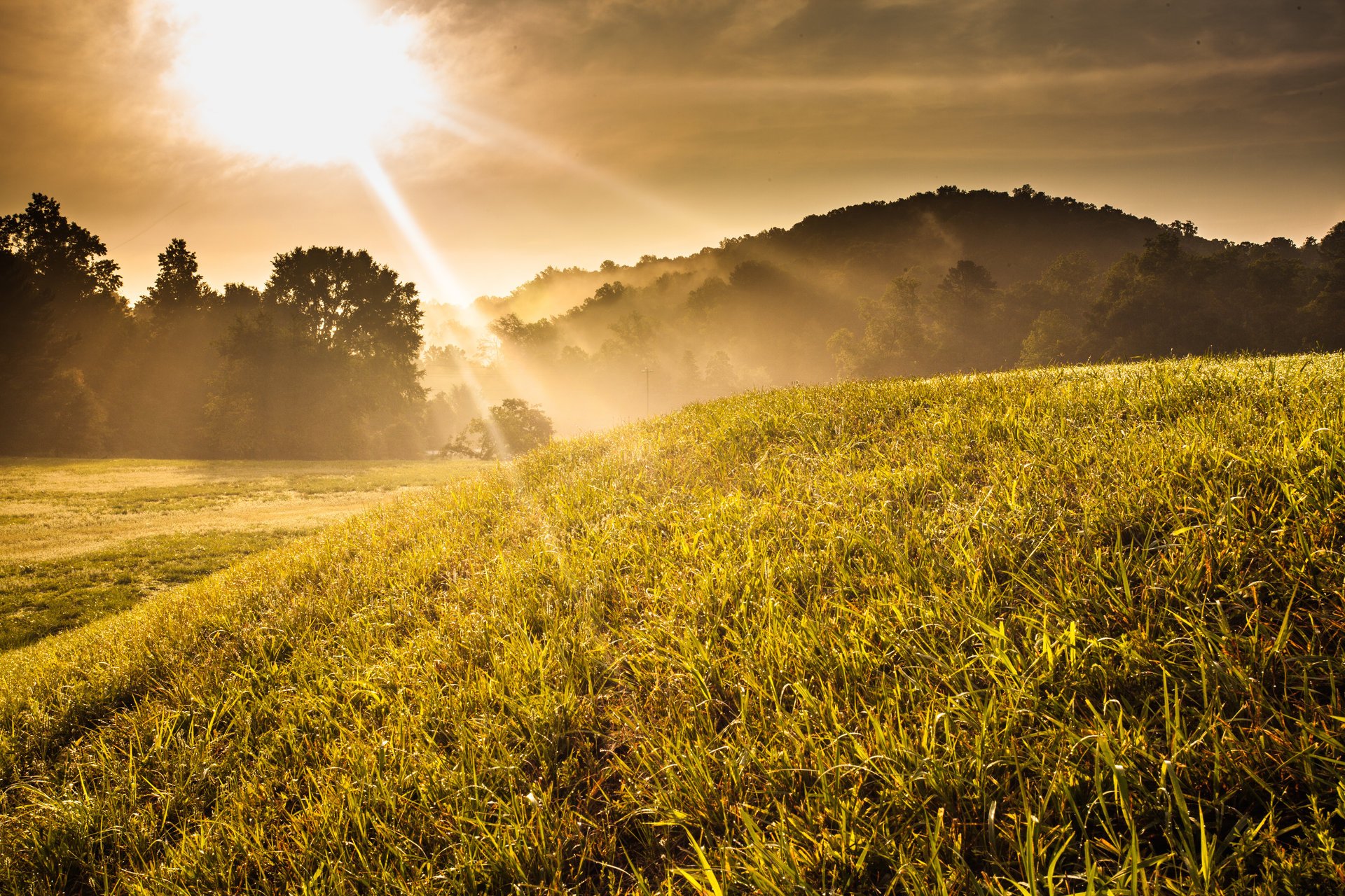 unny hill trees sunset grass sunrise fog