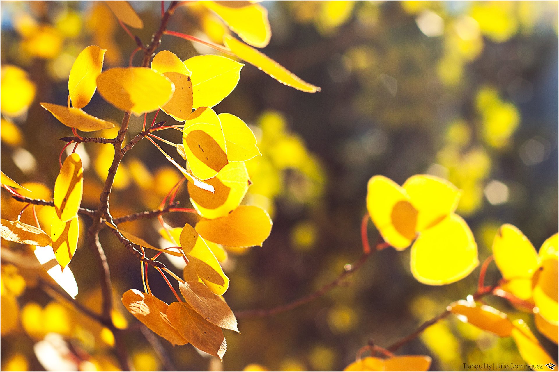 yellow foliage autumn nature branche