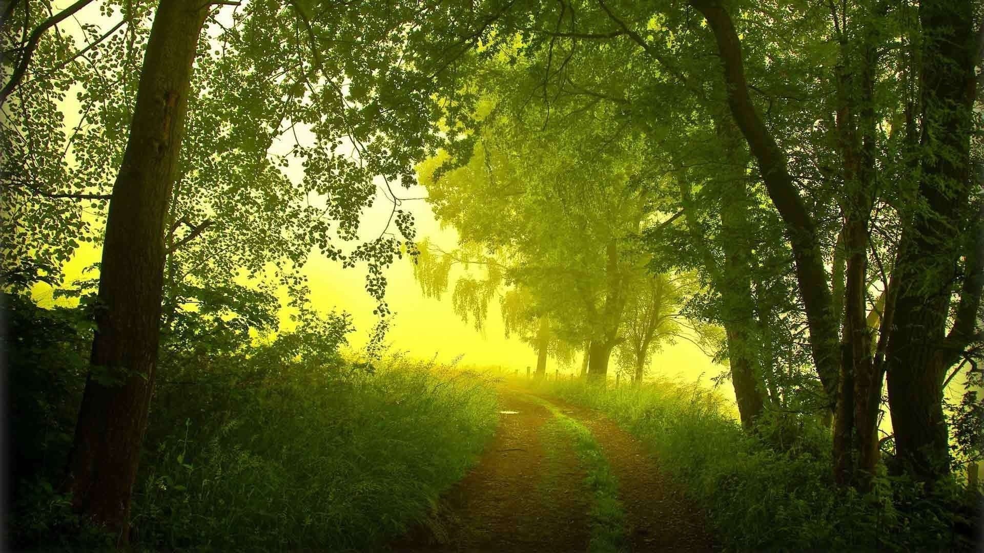 bosque niebla árboles mañana verano camino