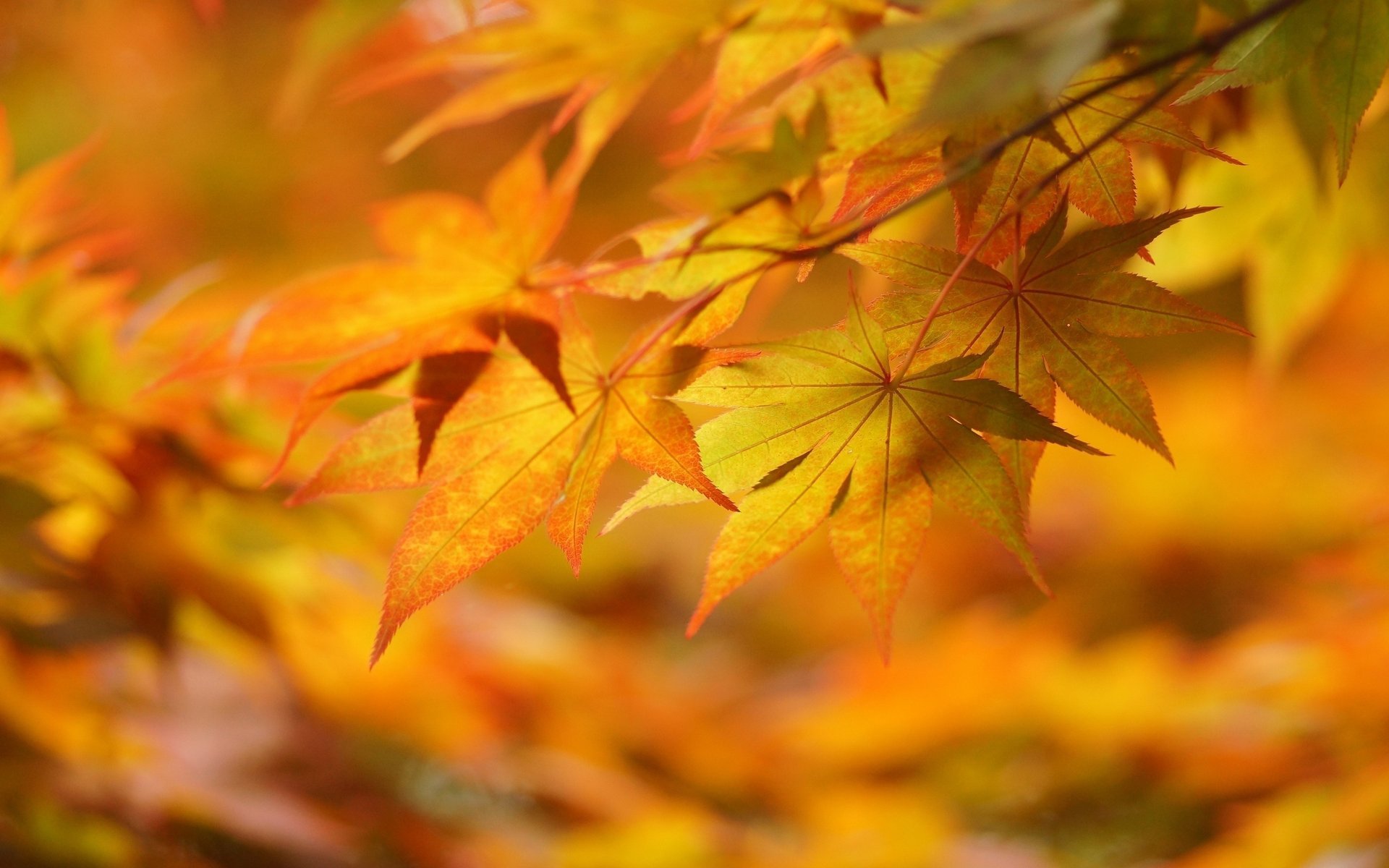 autumn yellow macro leave