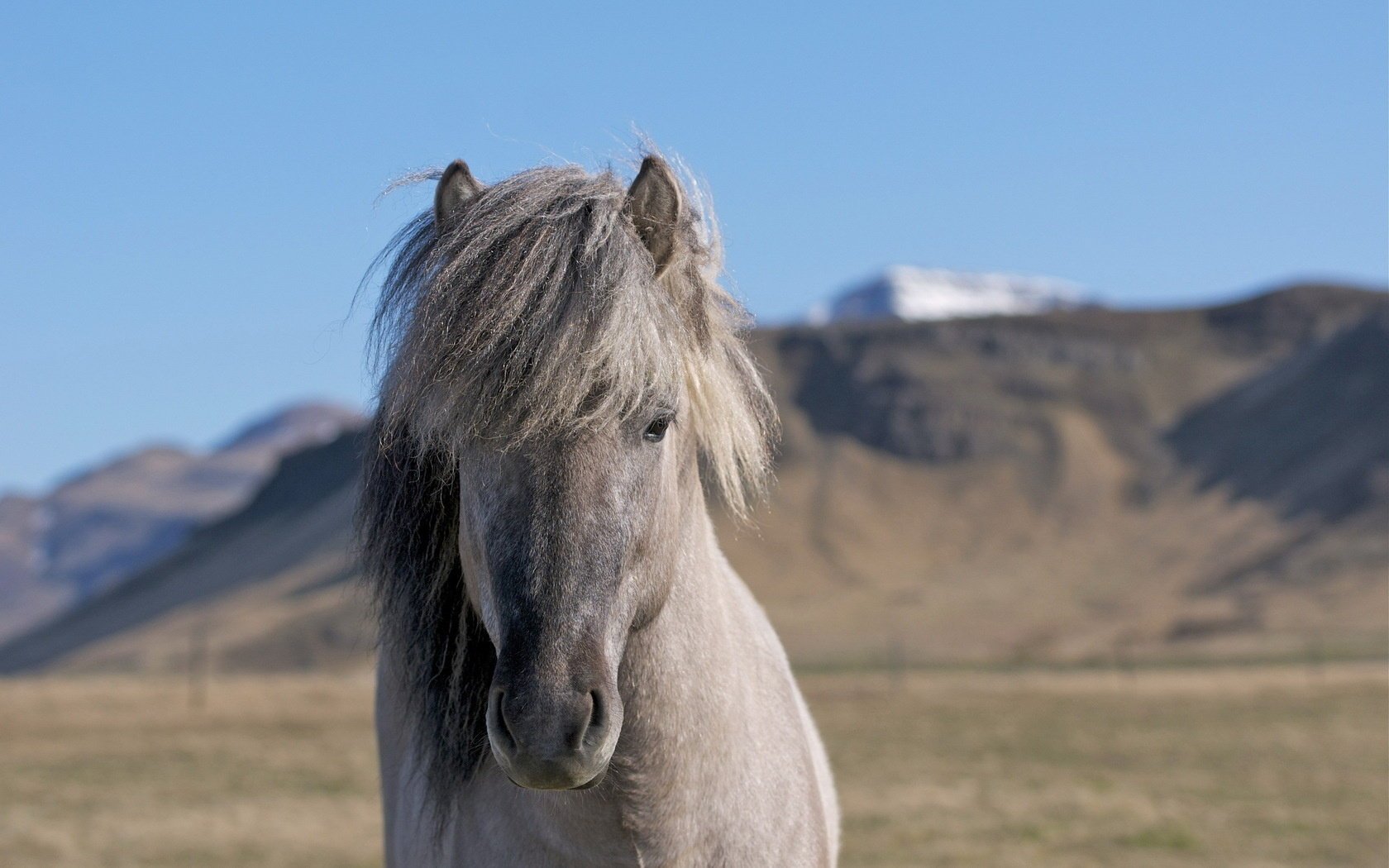 belle cheval