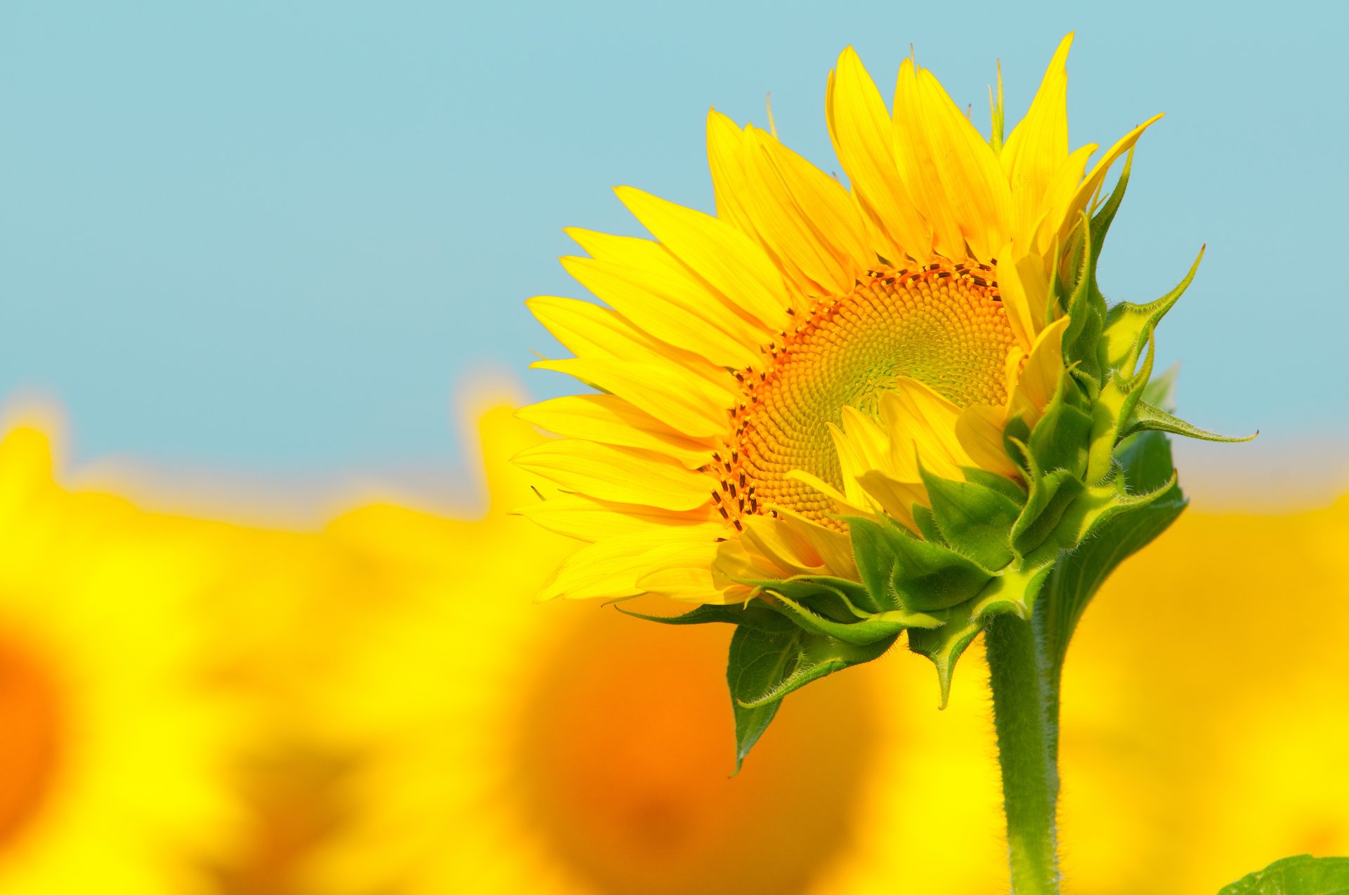 tallo girasol bokeh