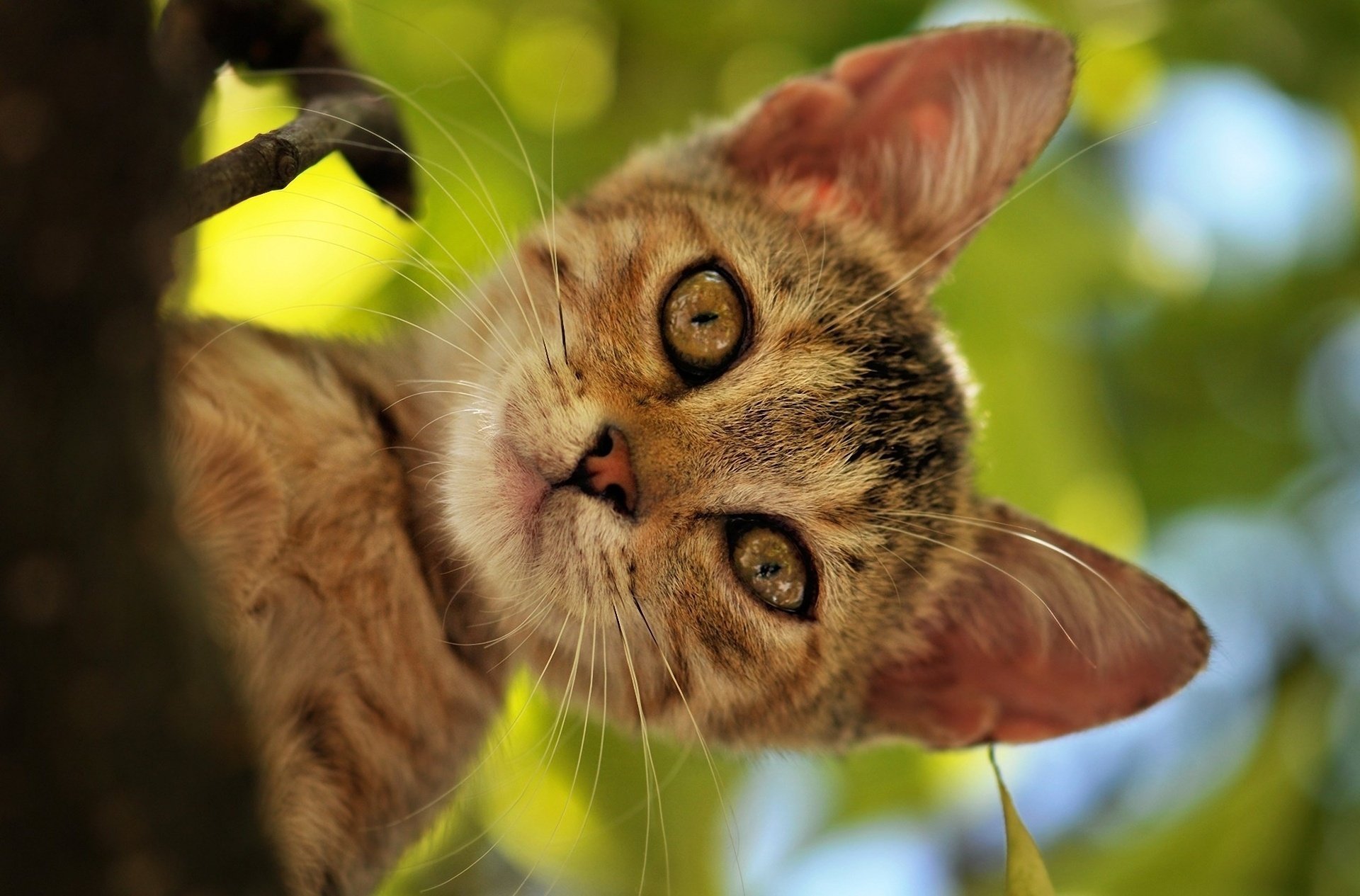 cote gato gato árbol follaje verano hocico cabeza