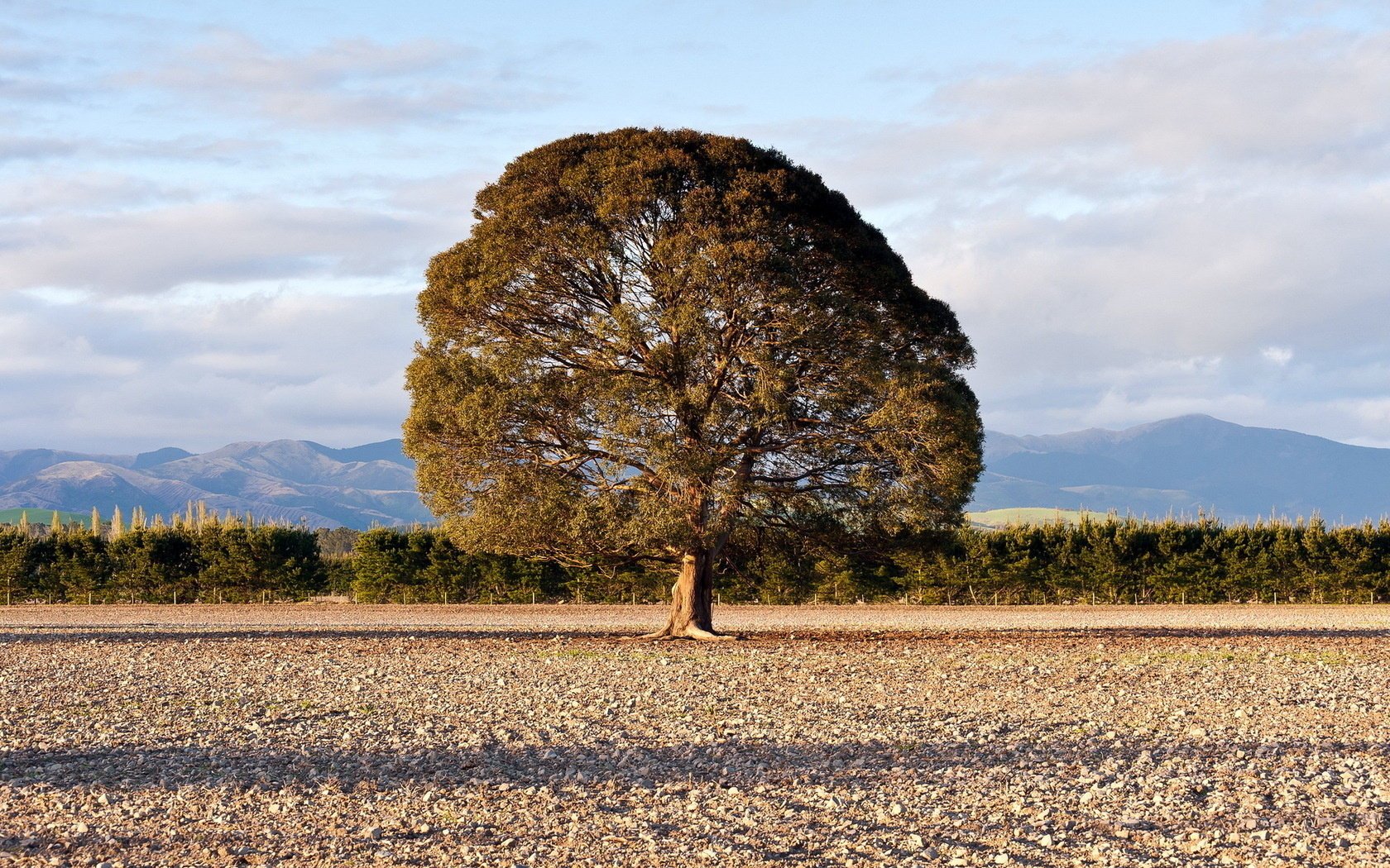 albero solitario campo bellezza