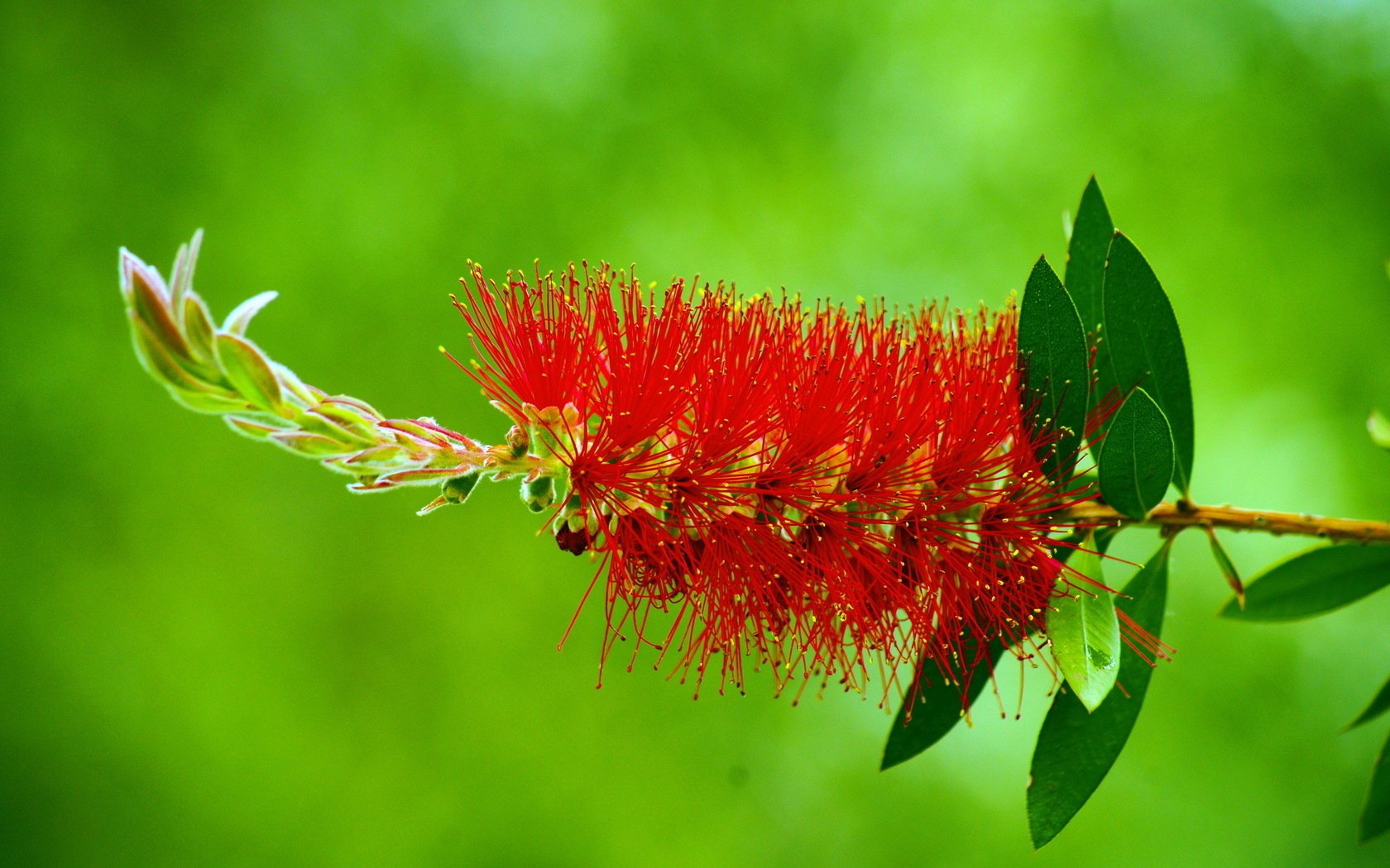 green background red flower