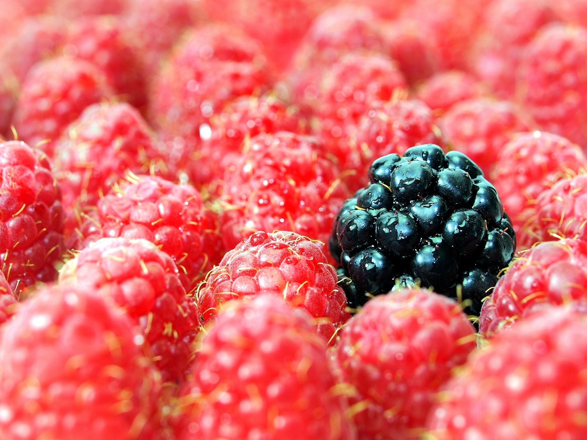 macro bayas moras frambuesas