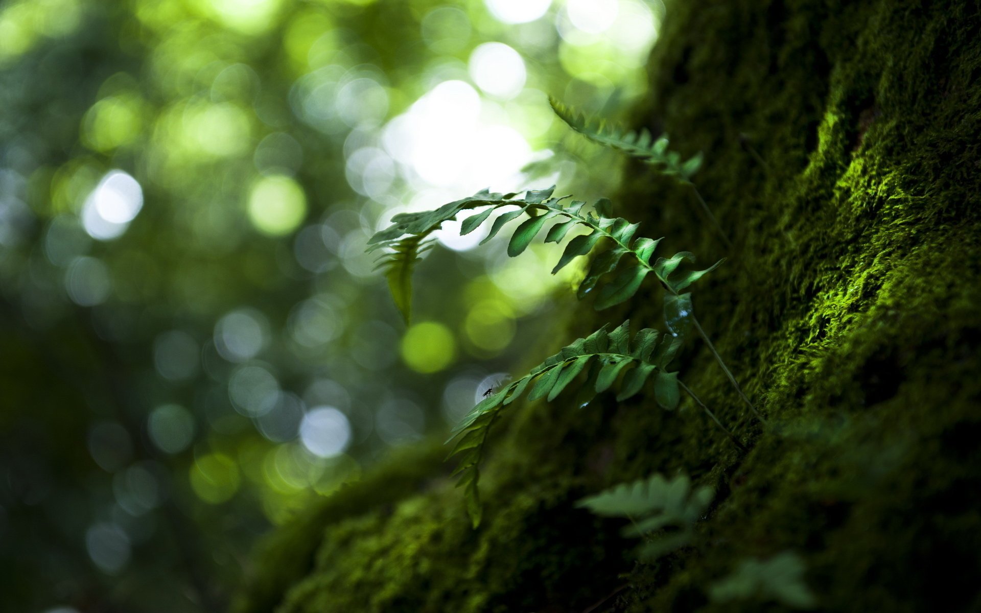 naturaleza hojas macro árbol