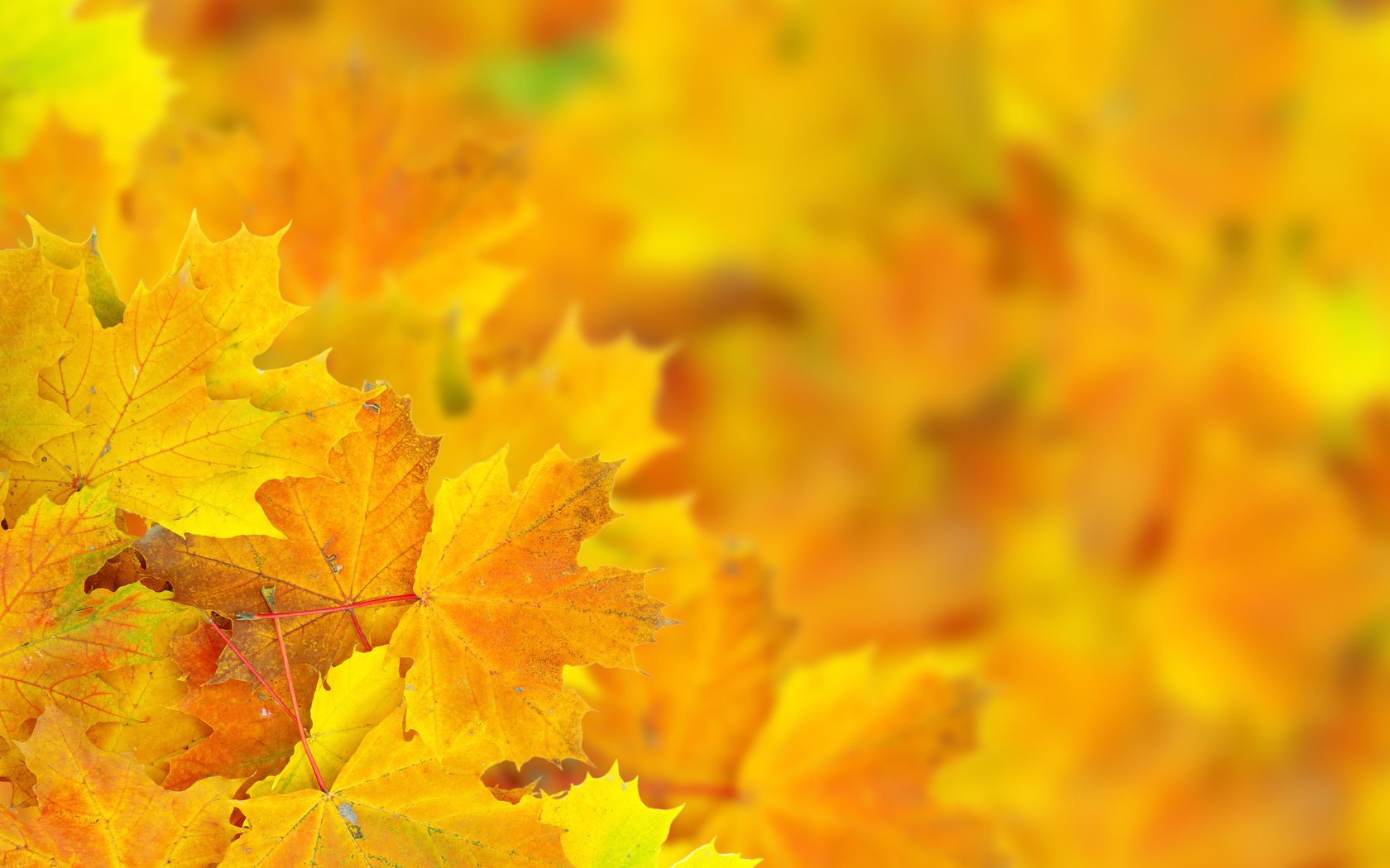 macro foglie autunno bokeh